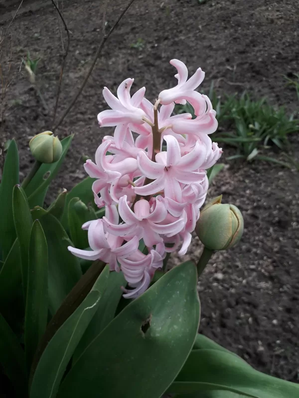 Der Hyperbolia ZauberGarten